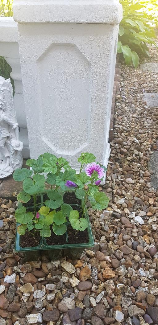 Buy & Sell Kings Norton Birmingham - Photos for 9 malva plants