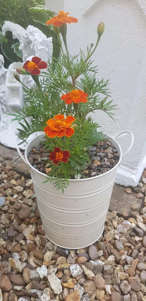 Buy & Sell Kings Norton Birmingham - Photos for metal bucket of marigolds