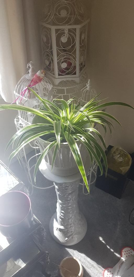 Buy & Sell Kings Norton Birmingham - Photos for Large spider plant