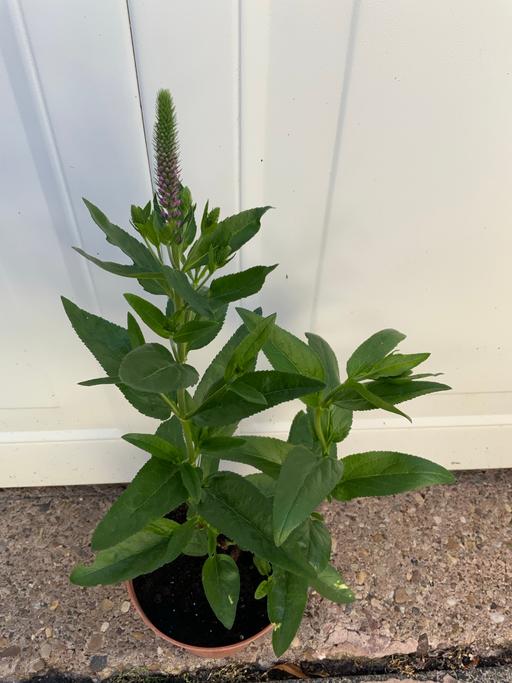 Buy & Sell Kings Heath Birmingham - Photos for Veronicastrum Cupid