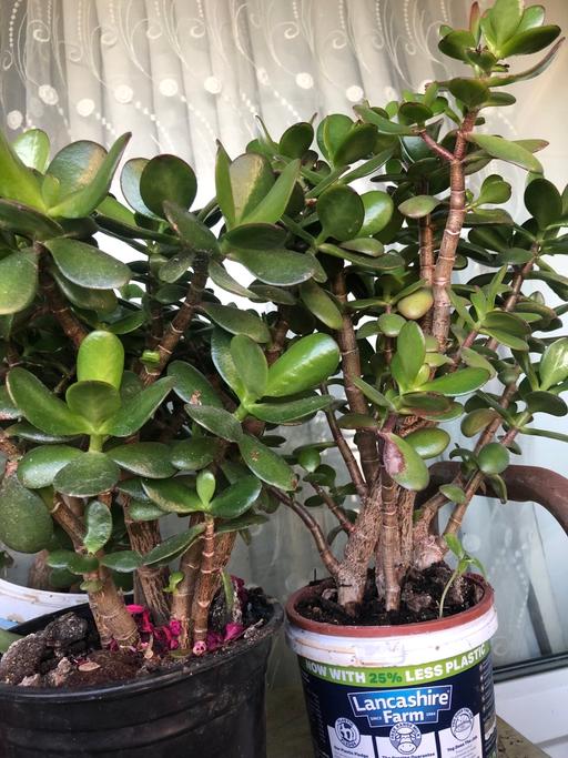 Buy & Sell Cambridge Heath East London - Photos for Indoor plants