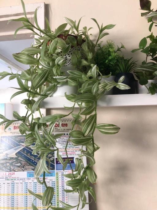 Buy & Sell Devons Road East London - Photos for Indoor plants