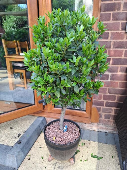 Buy & Sell Kettlebrook Tamworth - Photos for Two beautiful established Bay Trees & pots