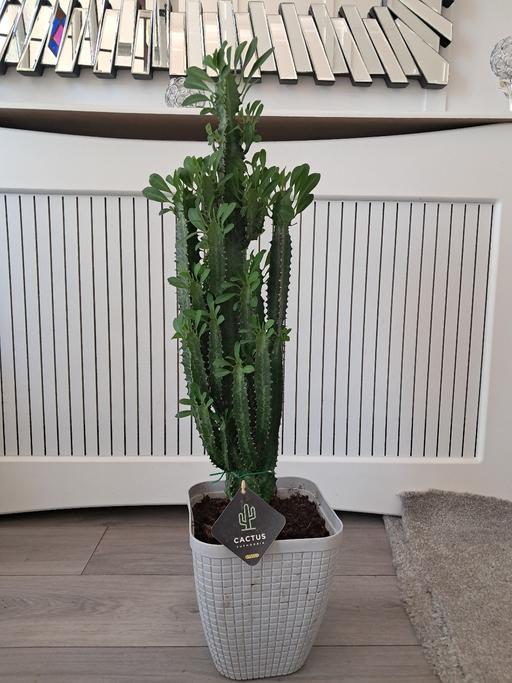 Buy & Sell Hamstead Industrial Estate Birmingham - Photos for HOUSE PLANT