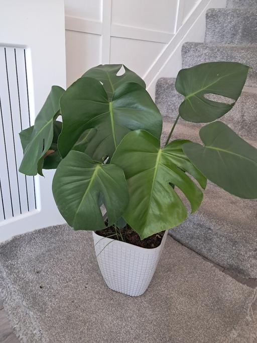 Buy & Sell Hamstead Industrial Estate Birmingham - Photos for HOUSE PLANT