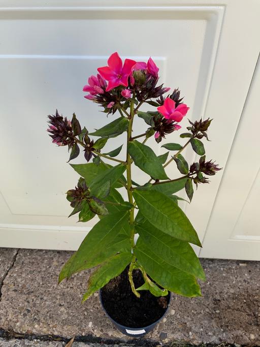 Buy & Sell Stirchley Birmingham - Photos for Perennial Phlox