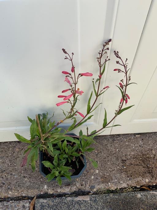 Buy & Sell Moseley Birmingham - Photos for Penstemon Twizzler