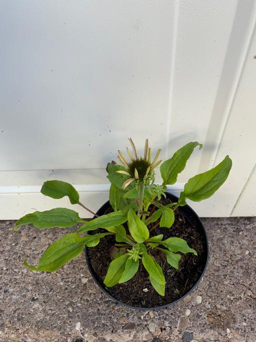 Buy & Sell Bournville Birmingham - Photos for Echinacea Primadonna Mixed