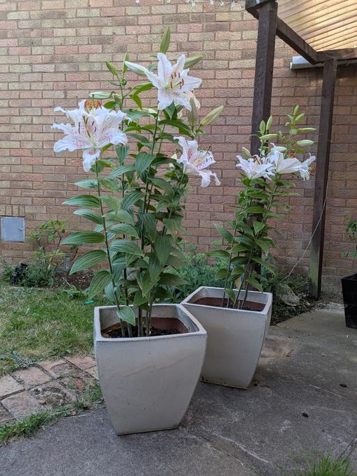 Buy & Sell Great Billing West Northamptonshire - Photos for Tall Fragrant Lilies in Pots