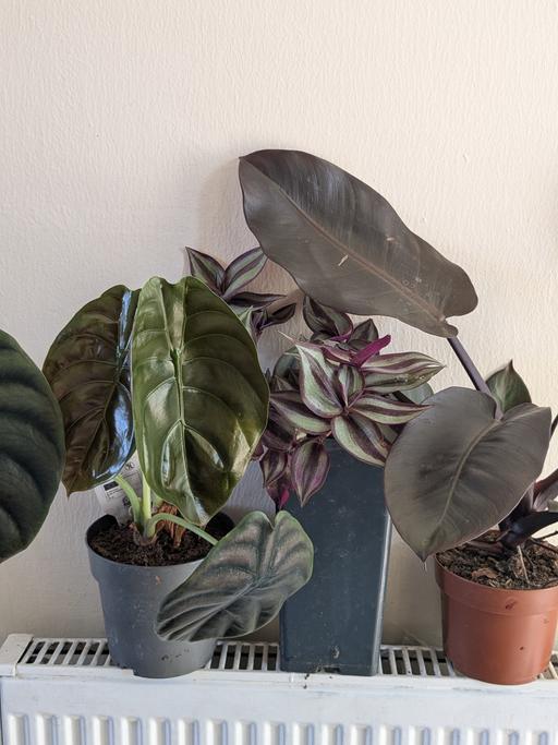 Buy & Sell Wapping East London - Photos for 3 plants for £10