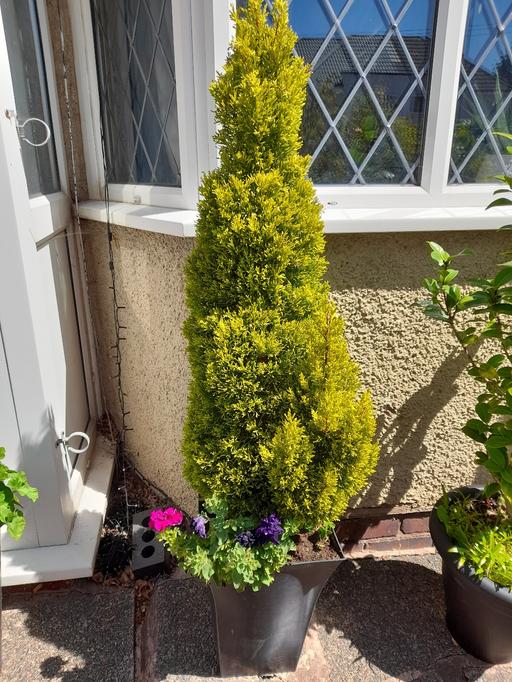 Buy & Sell Northfield Birmingham - Photos for Potted Evergreen Tree
