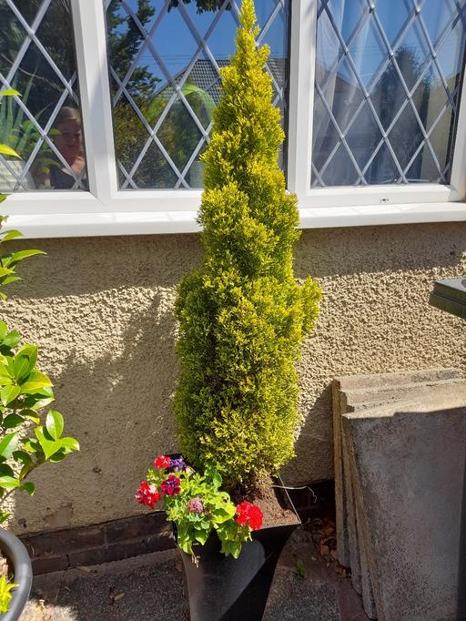 Buy & Sell Northfield Birmingham - Photos for Potted Evergreen Tree