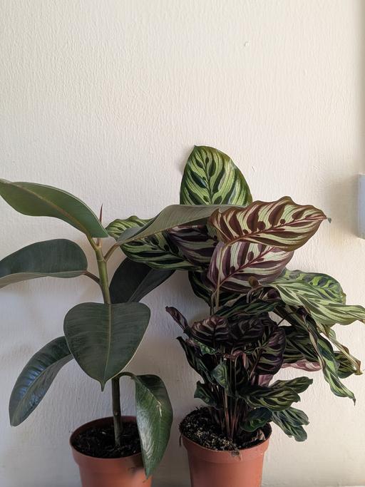 Buy & Sell Stepney Green East London - Photos for 2 plants for £10