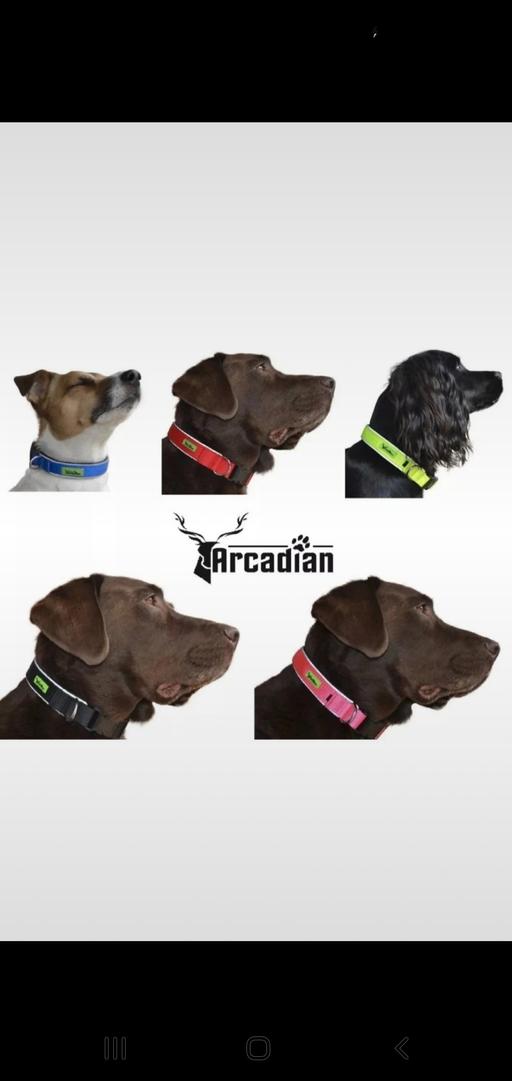 Buy & Sell Coseley Dudley - Photos for Adjustable Dog Collars sizes L M & S