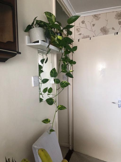 Buy & Sell Cambridge Heath East London - Photos for Indoor plants