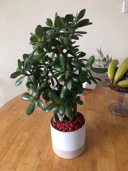 Buy & Sell Cambridge Heath East London - Photos for Indoor plants