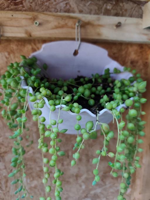 Buy & Sell Leurbost Eilean Siar - Photos for string of pearl plants, strong healthy plants