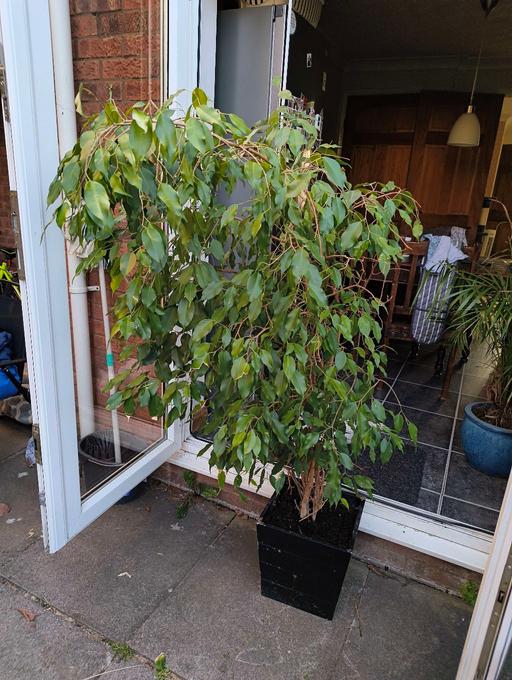 Buy & Sell Great Billing West Northamptonshire - Photos for Large over 5 feet Weeping Fig (indoor)