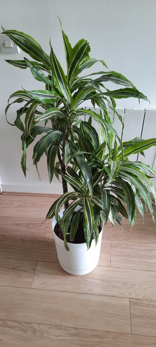 Buy & Sell West Green North London - Photos for Dragon Plant (Dracaena Fragans)