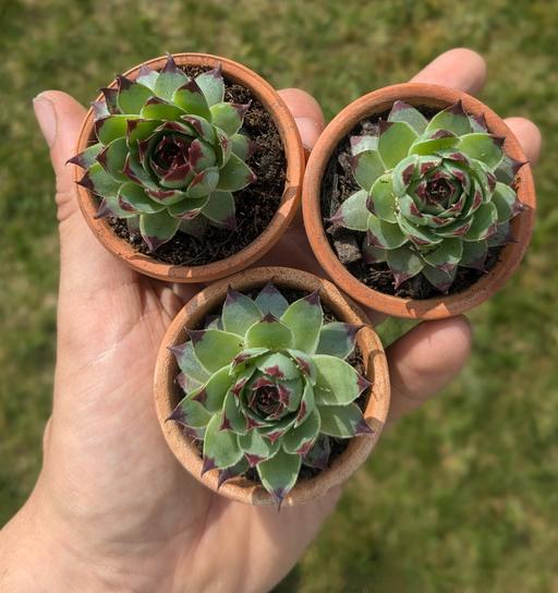 Buy & Sell Coombe Lane Station Croydon - Photos for Three Houseleeks in Terracotta pots