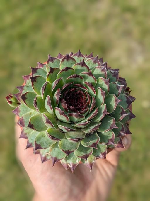 Buy & Sell Forestdale South East London - Photos for Large Houseleek in plastic pot