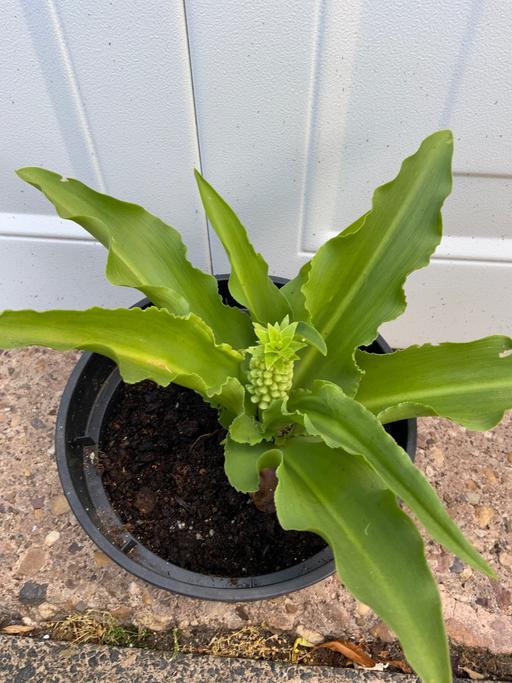 Buy & Sell Kings Heath Birmingham - Photos for Pineapple lilies