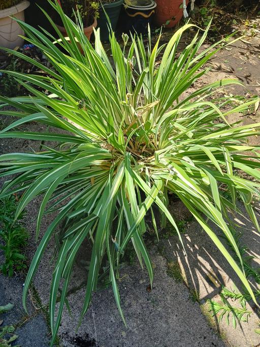 Buy & Sell Whitacre Heath North Warwickshire - Photos for large pond plant Blue Iris