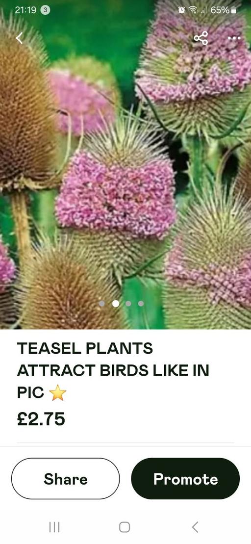 Buy & Sell Wedges Mills South Staffordshire - Photos for TEASEL PLANTS ATTRACT BIRDS LOVE THE SEEDS