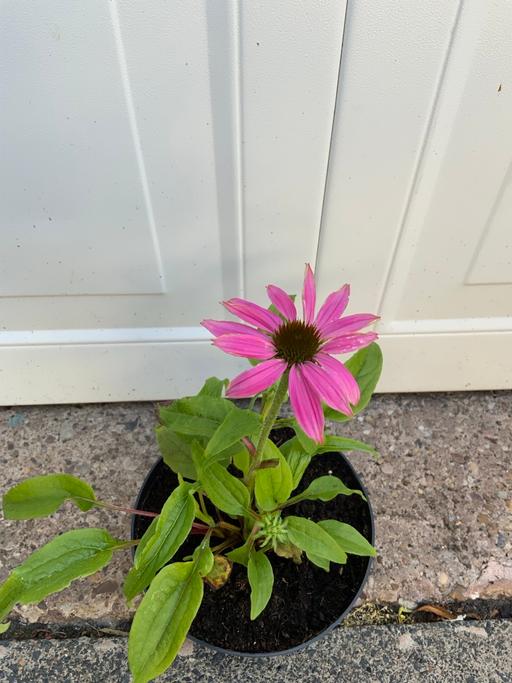 Buy & Sell Stirchley Birmingham - Photos for Echinacea Primadonna Mixed