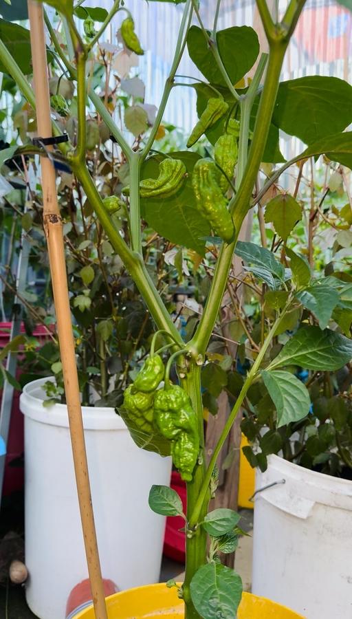 Buy & Sell Small Heath Birmingham - Photos for Bangladeshi Naga Chili Plants 🌶️ 🪴