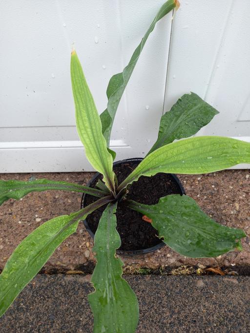 Buy & Sell Stirchley Birmingham - Photos for Hosta Lipstick Blonde