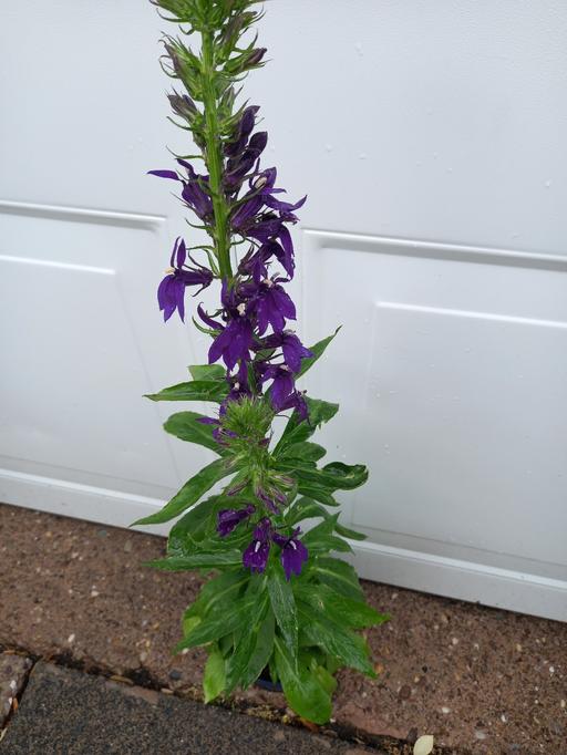 Buy & Sell Kings Norton Birmingham - Photos for Lobelia