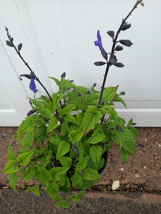 Buy & Sell Kings Heath Birmingham - Photos for Perennial Salvia