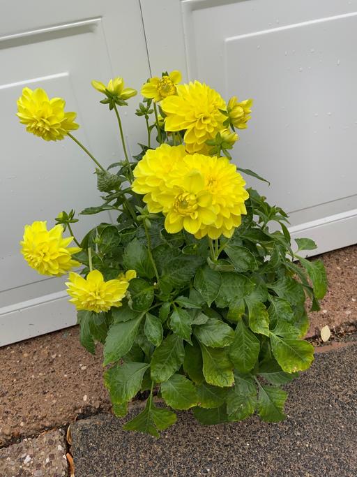 Buy & Sell Stirchley Birmingham - Photos for Dahlia
