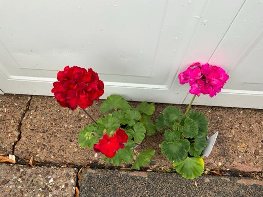 Buy & Sell Stirchley Birmingham - Photos for Geraniums
