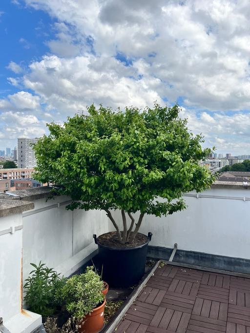 Buy & Sell Hoxton North London - Photos for Silver Birch Tree - Released Bonsai