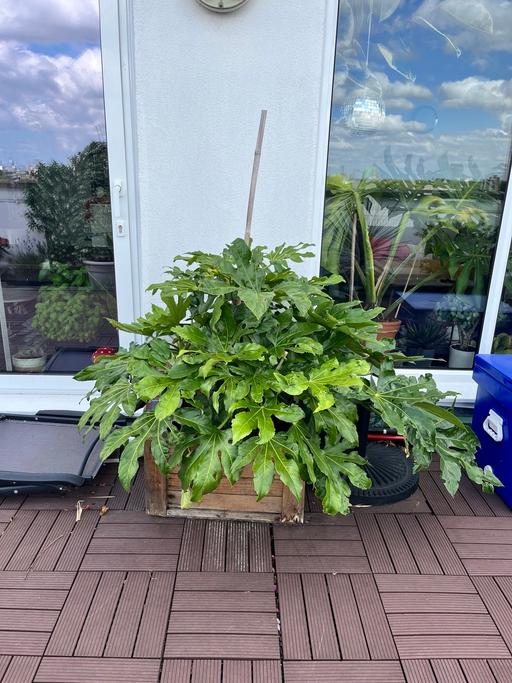 Buy & Sell De Beauvoir Town North London - Photos for Paperplant - Fatsia Japonica