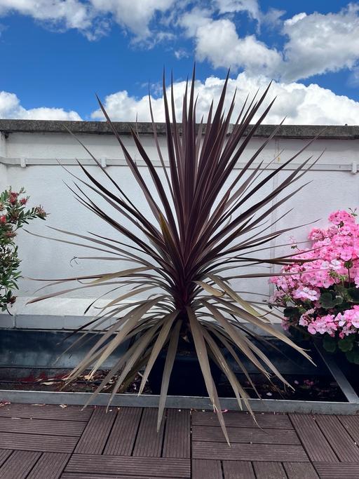Buy & Sell Hoxton North London - Photos for Cordyline Plant