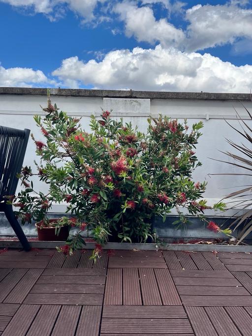 Buy & Sell Hoxton North London - Photos for Bottlebrush Plant