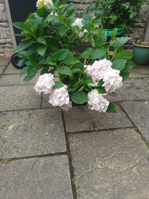 Buy & Sell Kingswinford Dudley - Photos for white hydrangea
