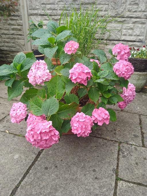 Buy & Sell Kingswinford Dudley - Photos for pink hydrangea