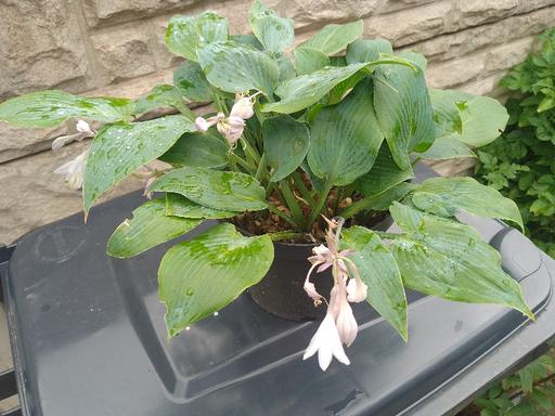 Buy & Sell Kingswinford Dudley - Photos for hosta