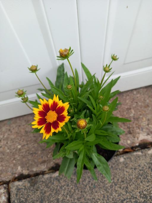 Buy & Sell Kings Norton Birmingham - Photos for Coreopsis Solar Fancy