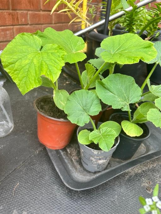 Buy & Sell Princes Park Liverpool - Photos for Pumpkin plants
