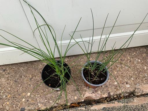 Buy & Sell Stirchley Birmingham - Photos for Herbs Chives