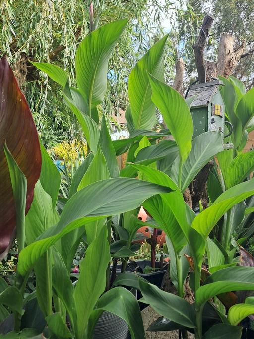 Buy & Sell Ramsgate Thanet - Photos for tropicana red canna lilies