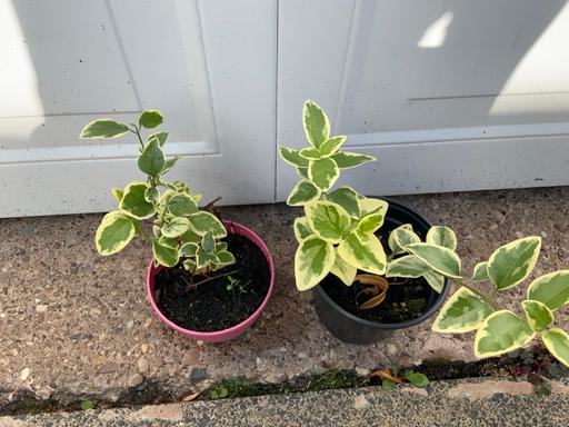 Buy & Sell Kings Heath Birmingham - Photos for Variegated vinca