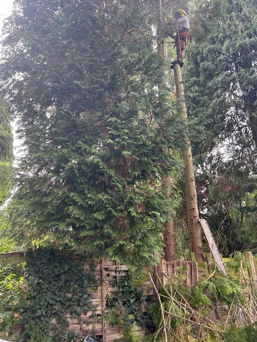 Buy & Sell Sparkbrook Birmingham - Photos for Tree cutting and removal and hedges cutting