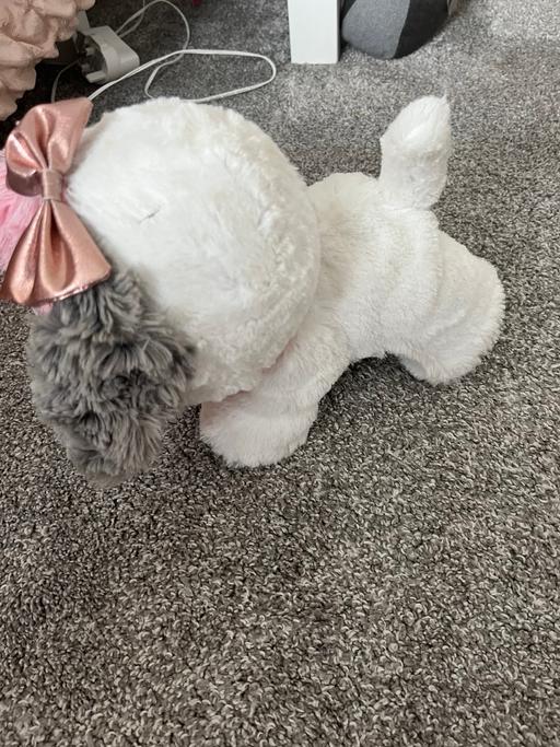 Buy & Sell Birchmoor North Warwickshire - Photos for Toy dog.