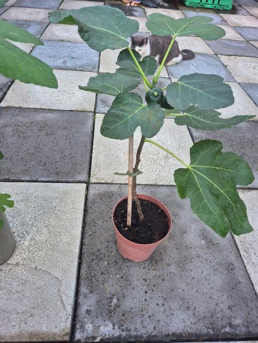 Buy & Sell Birmingham Birmingham - Photos for Fig Plant with figs growing